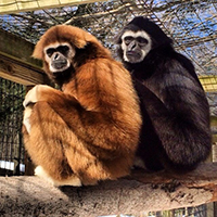 Gibbons-Siam and Lily.jpeg